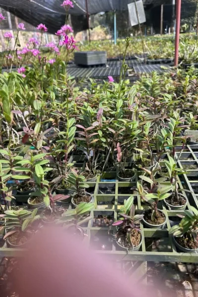 Epidendrum Wedding Valley,