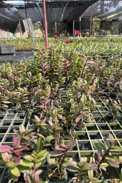 Epidendrum Wedding Valley,