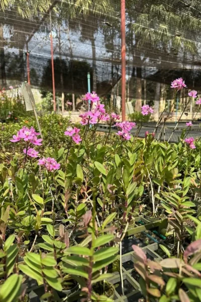 Epidendrum Wedding Valley,
