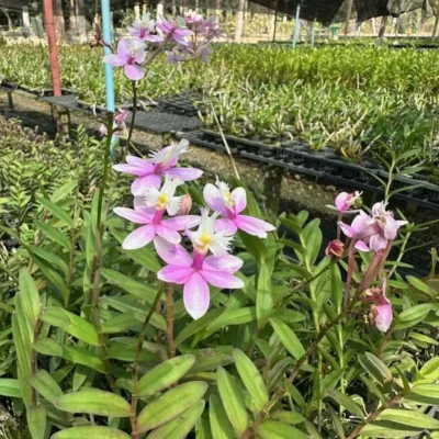 Epidendrum Hybrids Light Pink (Wedding Valley)