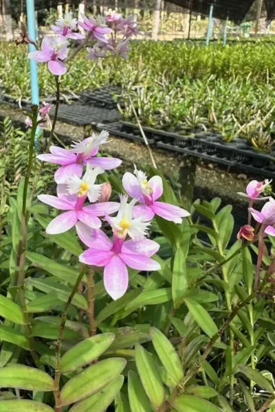 Epidendrum Wedding Valley,