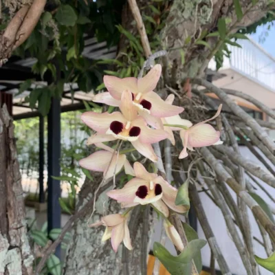 Dendrobium pulchellum Small