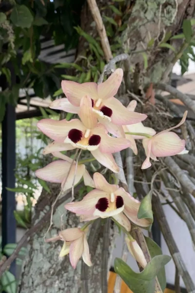 Dendrobium pulchellum