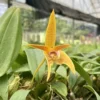 Bulbophyllum smitinandii – Buy Online | Sib Orchid Bulbophyllum smitinandii