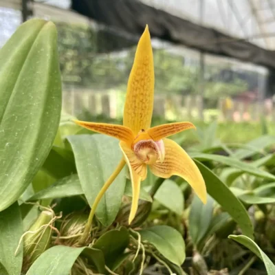 Bulbophyllum smitinandii