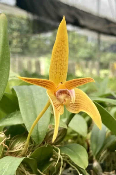 Bulbophyllum smitinandii