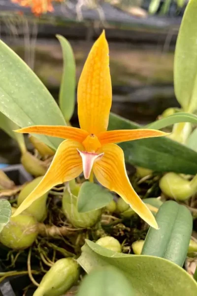 Bulbophyllum smitinandii