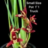 Maxillaria tenuifolia Red (Seeding) orchid plant for sale