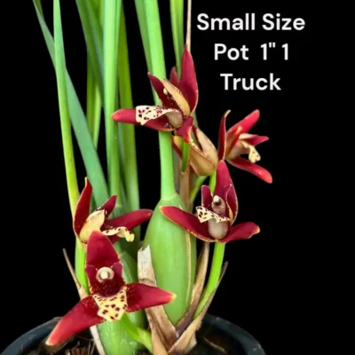 Maxillaria tenuifolia Red (Seeding)