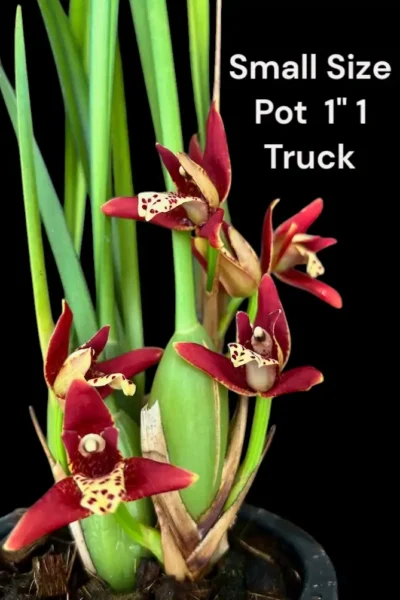 Maxillaria tenuifolia Red (Seeding)