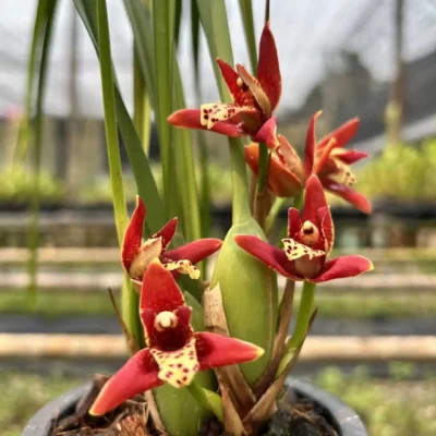 Maxillaria tenuifolia Red