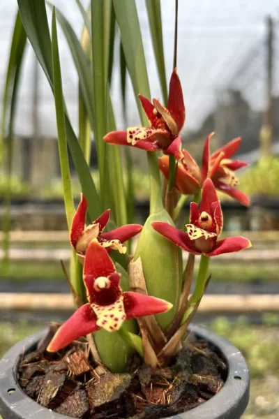 Maxillaria tenuifolia Red