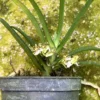 Trichoglottis triflora – Buy Online | Sib Orchid Trichoglottis triflora