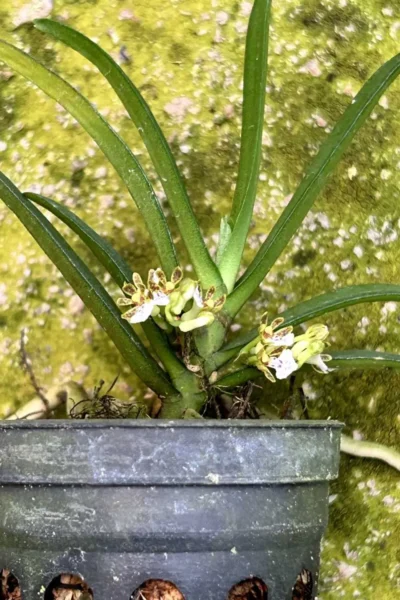 Trichoglottis triflora