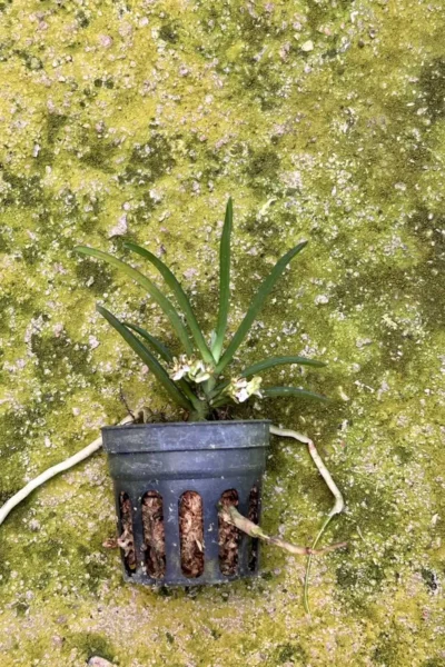 Trichoglottis triflora