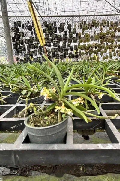 Trichoglottis triflora