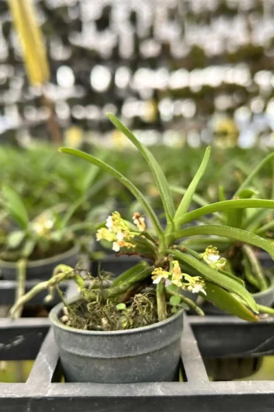 Trichoglottis triflora