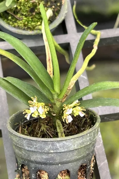 Trichoglottis triflora