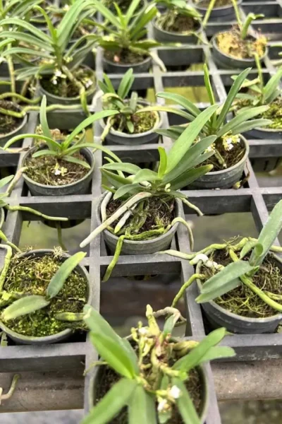 Trichoglottis triflora