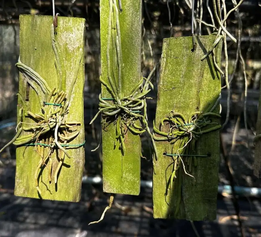 Chiloschista ramifera – Buy Online | Sib Orchid Chiloschista ramifera - Image 3