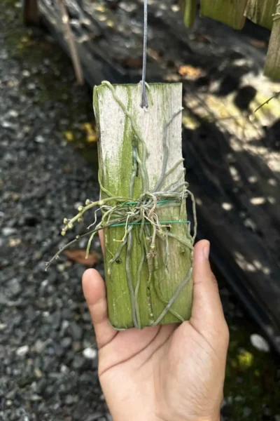 Chiloschista usneoides