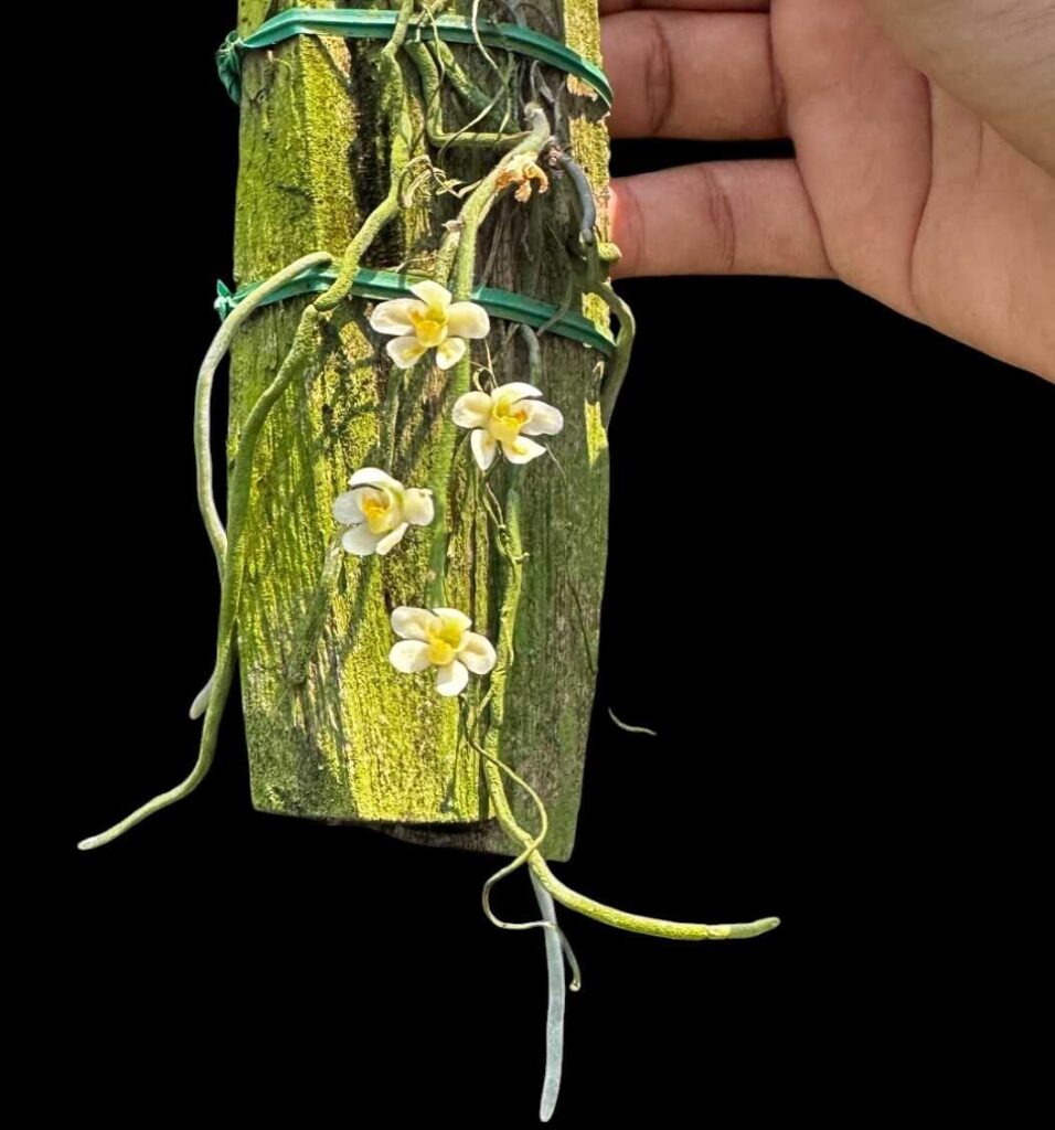 Chiloschista usneoides