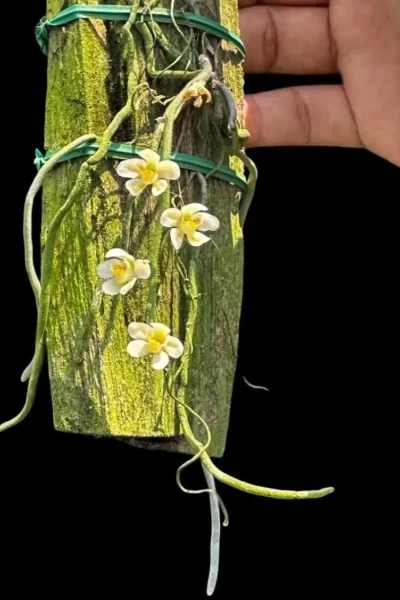 Chiloschista usneoides