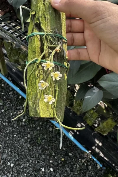 Chiloschista usneoides