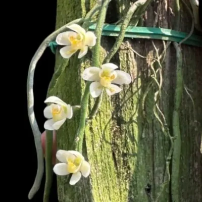 chiloschista usneoides