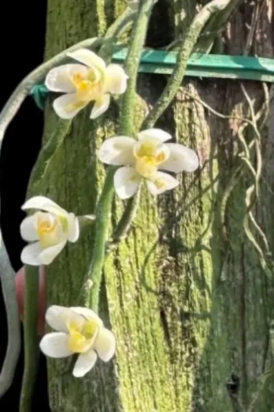 Chiloschista usneoides