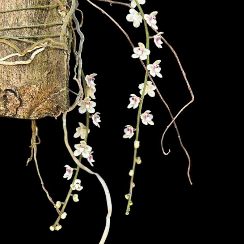Chiloschista Spp Pink Sakura - SibOrchid.com