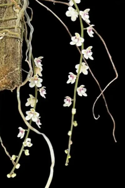 Chiloschista Spp Pink Sakura