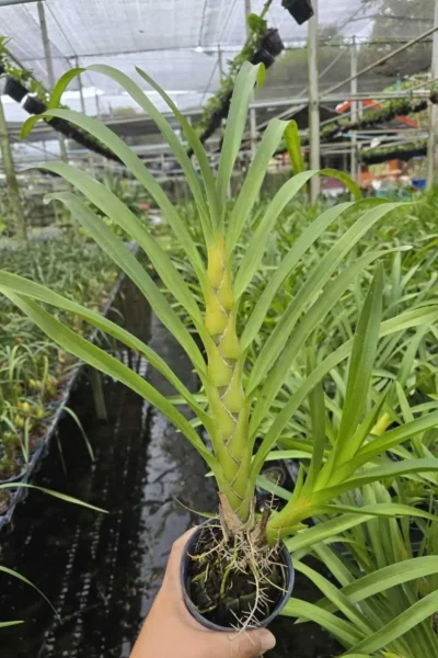 grammatophyllum speciosum