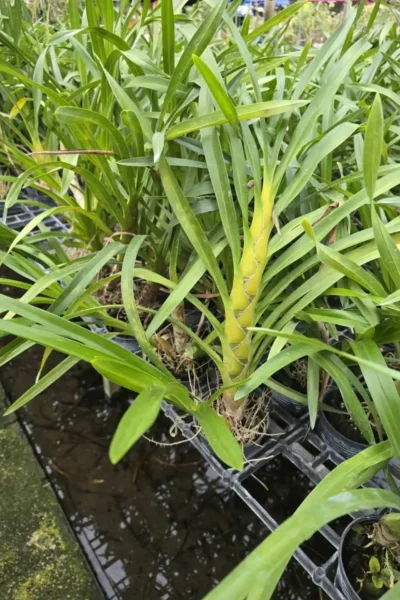 grammatophyllum speciosum