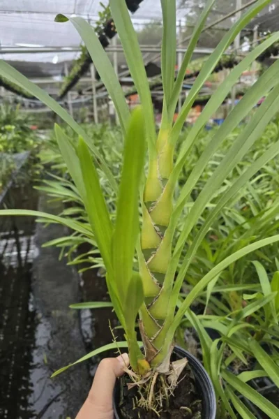 grammatophyllum speciosum