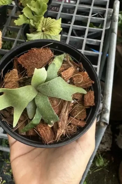 platycerium Jadi Girl