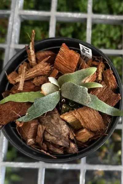 platycerium Jadi Girl