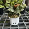 Platycerium Jade Girl (Small Size) – Buy Online | Sib Orchid Platycerium Jade Girl (Small Size) orchid plant for sale