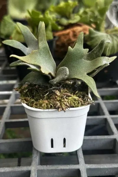 P.Willinckii Silvery Dwarf 親株 P. Willinckii Spore Dwarf Select - Rare Platycerium – HCorchids