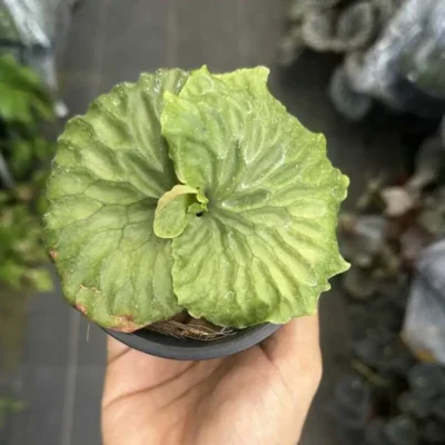 Platycerium madagascariense