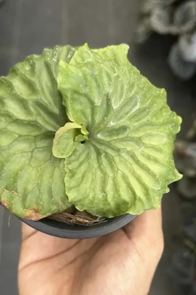 Platycerium Willinckii Jenny – Rare Orchid Species For