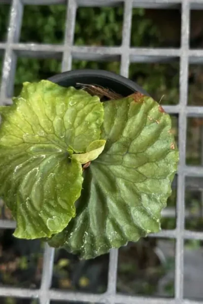 Platycerium madagascariense