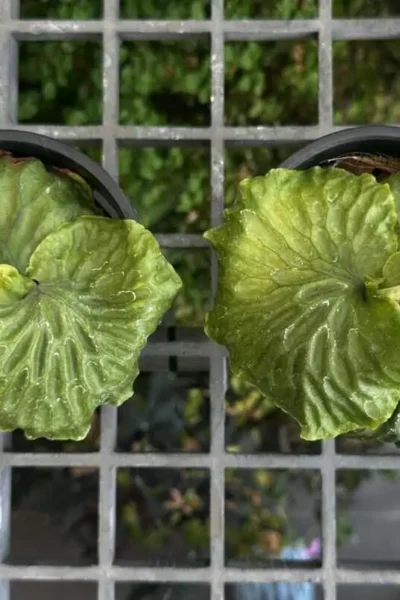 Platycerium madagascariense