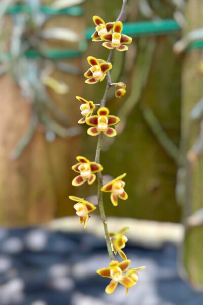 Chiloschista ramifera