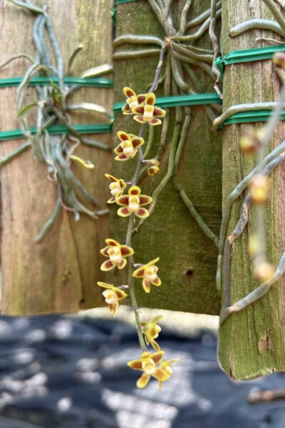 Chiloschista ramifera