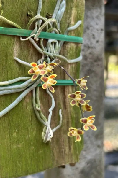 chiloschista ramifera