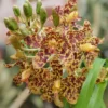 Grammatophyllum
