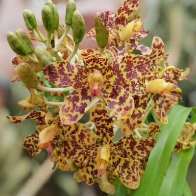 Grammatophyllum speciosum