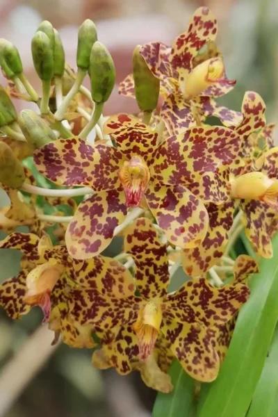 Grammatophyllum