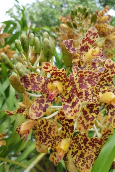 grammatophyllum speciosum